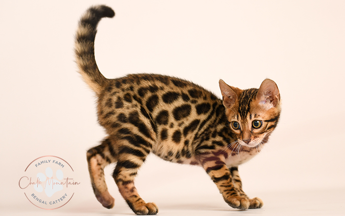 Bengal kitten for sale